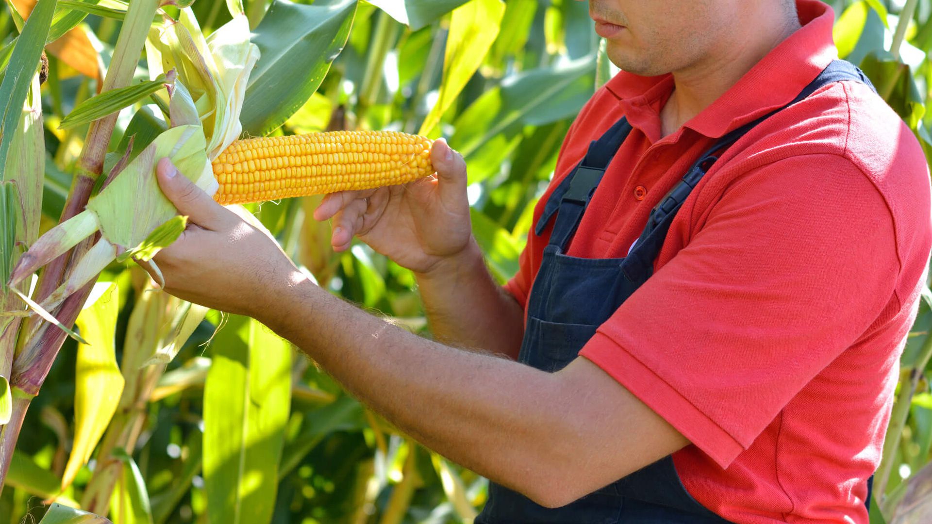 Técnicos têm atualização sobre híbridos de milho